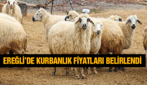 Ereğli İçin Kurbanlık Fiyatları Açıklandı. İşte Belirlenen Fiyatlar