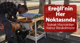 Belediye Ekipleri Sokak Hayvanlarını İhmal Etmiyor