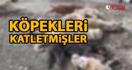 Ereğli’de Açık Arazide Katledilmiş Halde Köpekler Bulundu.