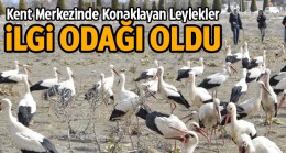 Kar ve Fırtınaya Yakalanan Leylekler Şehir Merkezinde Konaklıyor