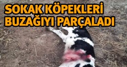 Başıboş Sokak Köpekleri Yeni Doğan Buzağıyı Parçaladı