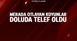 Merada Otlayan 500 Koyundan 58’i Dolu ve Fırtınada Telef Oldu