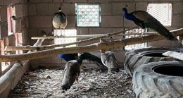 5 Adet Tavus Kuşu ve 1 Adet Devekuşu’na El Konuldu