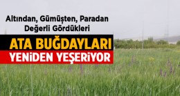 Kuşaklarında, Kemerlerinde, Kol Manşetlerinde Getirdikleri Buğdaya Yeniden Hayat Veriyorlar