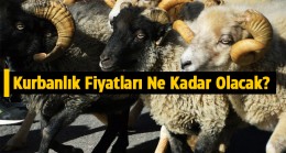 Bu Yıl Kurbanlık Fiyatları Cep Yakacak