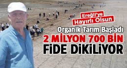 Ereğli Belediyesi Organik Tarım Çalışmasına Başladı. Milyonlarca Fide Üretime Kazandırılıyor