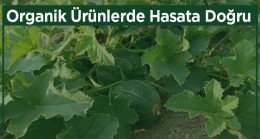 Ereğli Belediyesi Organik Tarım Alanında Fideler Mahsul Vermeye Başladı