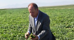 Ereğli Belediyesi, Adabağ’da Başlattığı Projede Organik Tarım Alanında Hasata Hazırlanıyor