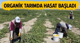 Ereğli Belediyesi, Organik Tarım Alanında Hasat Yapmaya Başladı