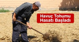 Halkapınar İlçesinde Havuç Tohumu Hasatı Yapılıyor