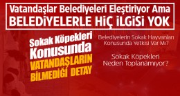 Sokak Hayvanları Konusunda Belediyeler Hedef Gösteriliyor Ama Aslında Durum Öyle Değil