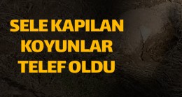 75 Adet Küçükbaş Hayvan Sele Kapılarak Telef Oldu