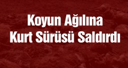 Ağıla Giren Kurt Koyunları Telef Etti. Zarar Büyük