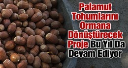 Binlerce Meşe Palamutu Toprakla Buluşmaya Hazırlanıyor