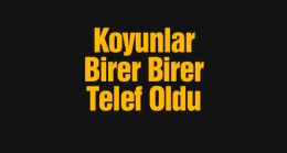 Zehirli Arpadan Yiyen Koyunlar Birer Birer Telef Oldu