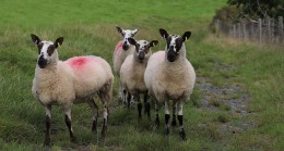 Küçükbaş Hayvan Yetiştiriciliği Hibe Desteği Başvuruları Başladı