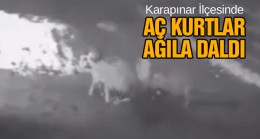 Aç Kalan Kurtlar Ağıla Daldı. 1 Büyükbaş Hayvanı Telef Etti