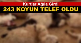 Ağıla Giren Kurtlar Büyük Hasar Verdi. 243 Koyun Telef Oldu