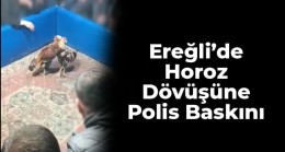 Ereğli’de Horoz Dövüşüne Polis Baskını. Horoz Dövüşü Yapılan Yer Bakın Neresi Çıktı