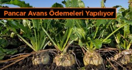 Pancar Üreticilerine Avans Ödemeleri Hesaplara Aktarılıyor