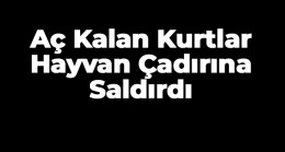 Aç Kalan Kurtlar Hayvanların Çadırına Saldırdı