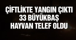 Çiftlikte Çıkan Yangında 33 Büyükbaş Hayvan Telef Oldu