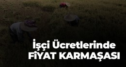 Tarım İşçileri Ücretlerinde Fiyat Karmaşası Sürüyor. Bir Taraf Yüksek Buluyor, Diğer Taraf Normal Buluyor