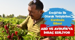 Ereğli’de İlk Defa Yetiştirilen Kardoula Biberi, Avrupa ve ABD’ye İhraç Ediliyor