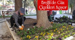 Ereğli Belediyesi, Park ve Refüjlerde Peyzaj Çalışmaları Kapsamında Çiçek Dikimleri Gerçekleştiriyor