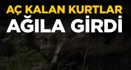 Karapınar İlçesinde Aç Kalan Kurtlar Ağıla Girdi. 4 Koyun Telef Oldu