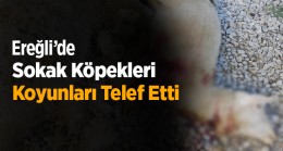 Sokak Köpekleri Ağıla Girdi. 7 Koyun Telef Oldu