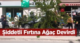 Ereğli’de Fırtına Nedeni İle Ağaç Devrildi