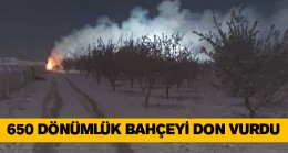 650 Dönümlük Badem Bahçesini Don Vurdu
