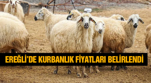 Ereğli İçin Kurbanlık Fiyatları Açıklandı. İşte Belirlenen Fiyatlar