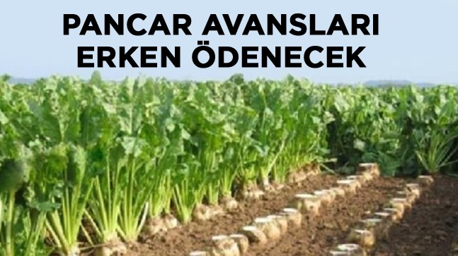 Pancar Üreticisine Erken Avans Müjdesi Geldi