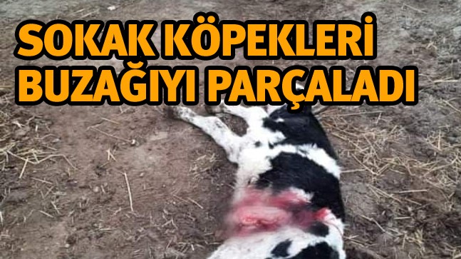 Başıboş Sokak Köpekleri Yeni Doğan Buzağıyı Parçaladı