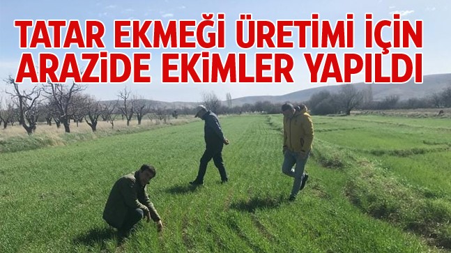 Ayrancı’da Tatar Ekmeği Kültürü, Kunduru Buğdayı İle Yeniden Canlanacak