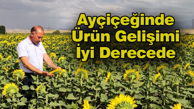 Ereğli’de Toplam 63 Bin Dekar Alanda Ayçiçeği Üretimi Yapılıyor