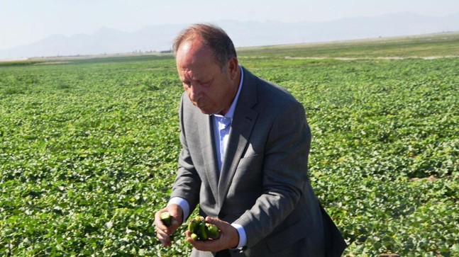 Ereğli Belediyesi, Adabağ’da Başlattığı Projede Organik Tarım Alanında Hasata Hazırlanıyor