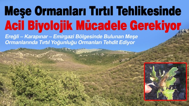 “Karacadağ’da Meşe Ormanları Tırtıl Tehlikesi Altında. 100 Dekarlık Alanda Hasar Gözlendi””