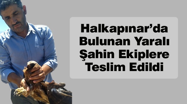 Halkapınar’da Bulunan Yaralı Şahin, Doğa Koruma ve Milli Parklar Müdürlüğüne Teslim Edildi