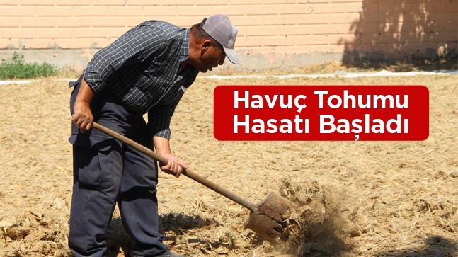 Halkapınar İlçesinde Havuç Tohumu Hasatı Yapılıyor