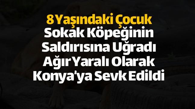 Ereğli’de Sokak Köpeğinin Saldırısına Uğrayan Çocuk Ağır Yaralandı
