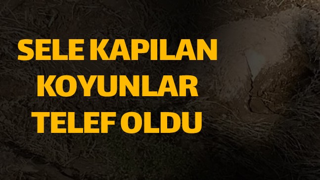 75 Adet Küçükbaş Hayvan Sele Kapılarak Telef Oldu