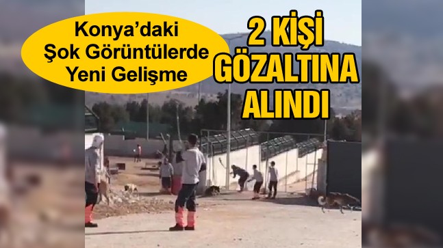 Hayvan Barınağında Bir Köpeğin Kürekle Öldürülmesi Görüntüsü Tepki Çekmişti