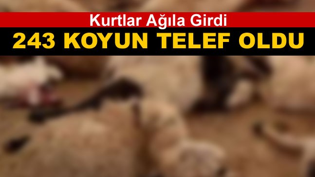 Ağıla Giren Kurtlar Büyük Hasar Verdi. 243 Koyun Telef Oldu