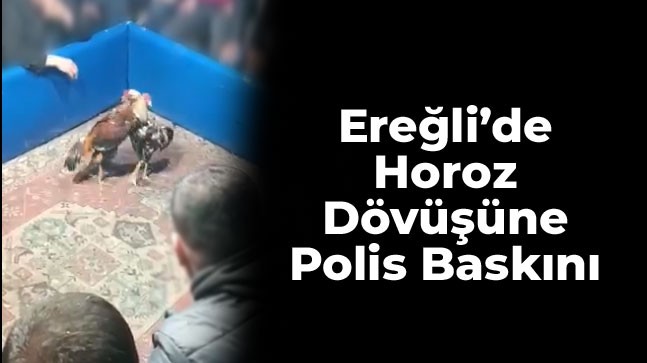 Ereğli’de Horoz Dövüşüne Polis Baskını. Horoz Dövüşü Yapılan Yer Bakın Neresi Çıktı