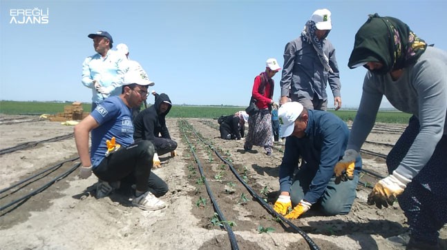 Ereğli Belediyesi Organik Üretim Çalışmalarına Başladı