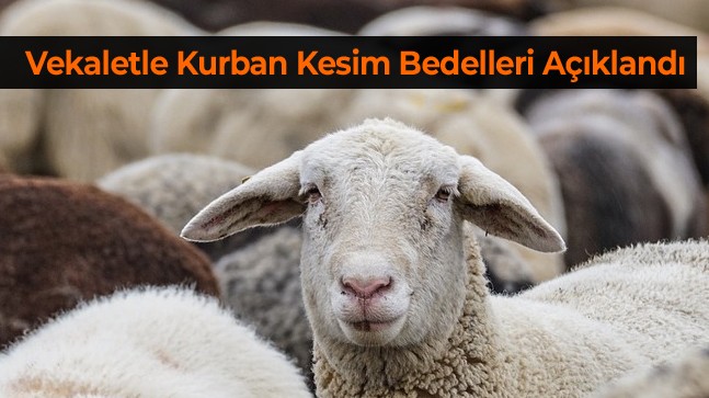 Diyanet, Vekaletle Kurban Kesim Bedellerini Açıkladı