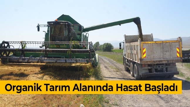 Organik Tarım Alanında Hububat Hasatı Başladı